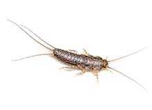 Meal Moth - Pest Control in Brockton, MA