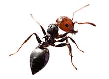 Cockroach - Pest Control in Brockton, MA