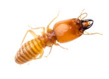 Mice - Pest Control in Brockton, MA