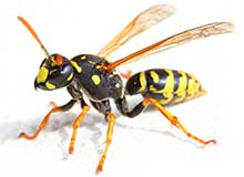 Bee - Pest Control in Brockton, MA