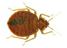 Carpenter Ant - Pest Control in Brockton, MA