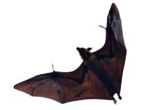 Bat - Pest Control in Brockton, MA