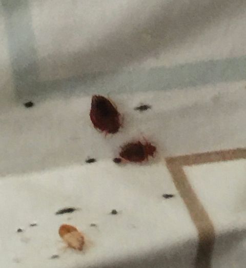 Bed Bugs - Pest Control in Brockton, MA Bed Bugs - Pest Control in Brockton, MA