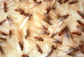 Termites - Pest Control in Brockton, MA Termites - Pest Control in Brockton, MA