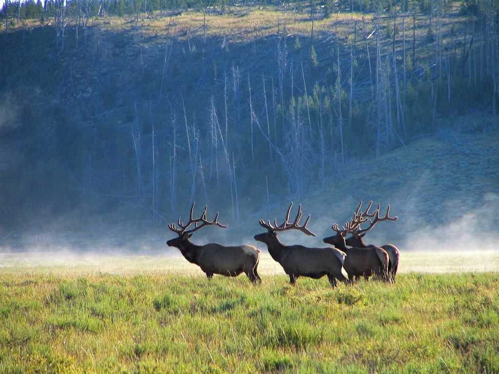 Herd of elk