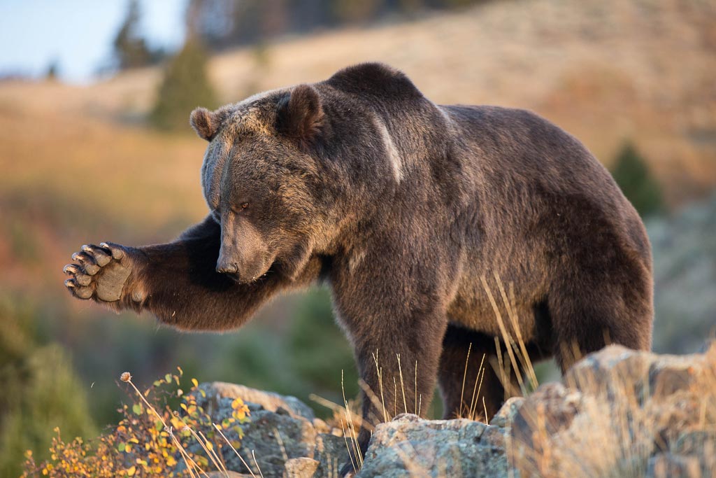 Grizzly Bear