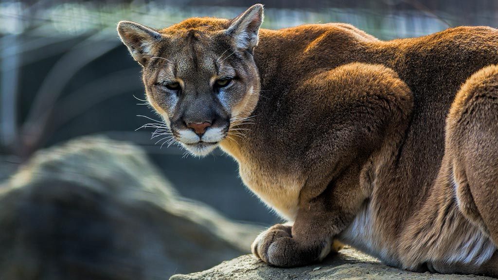 Cougar