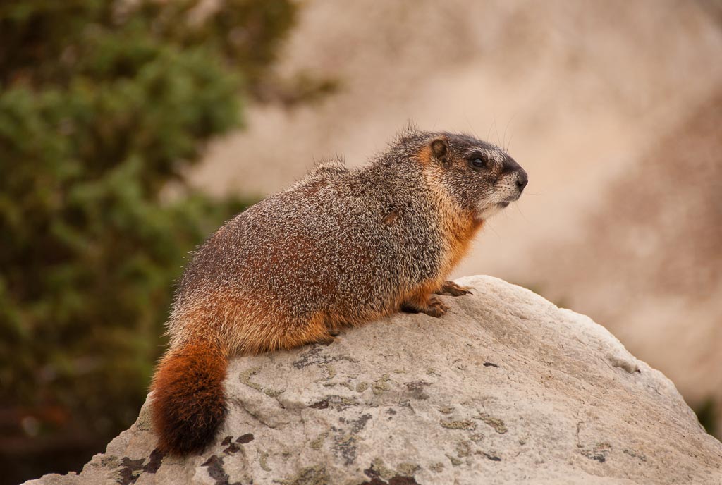 Marmot