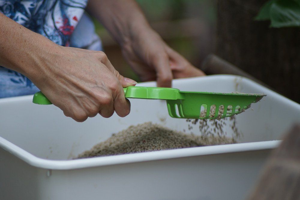 person-cleaning-a-cat-litter-box