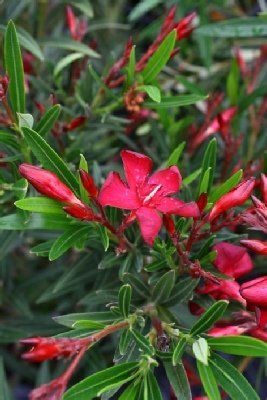 Dwarf Oleander — Dayton, TX — Precision Lawns