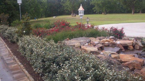 Eleagnus and Knock Out Rose — Dayton, TX — Precision Lawns