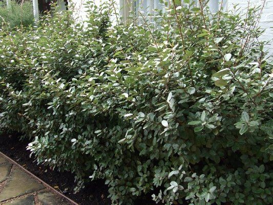 Eleagnus — Dayton, TX — Precision Lawns
