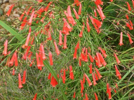 Firecracker Fern — Dayton, TX — Precision Lawns