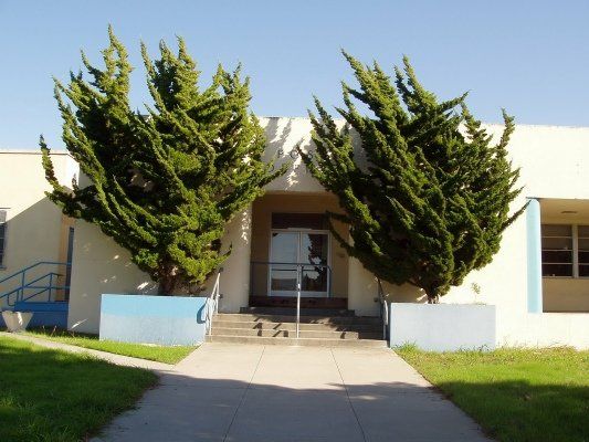 Hollywood Juniper — Dayton, TX — Precision Lawns