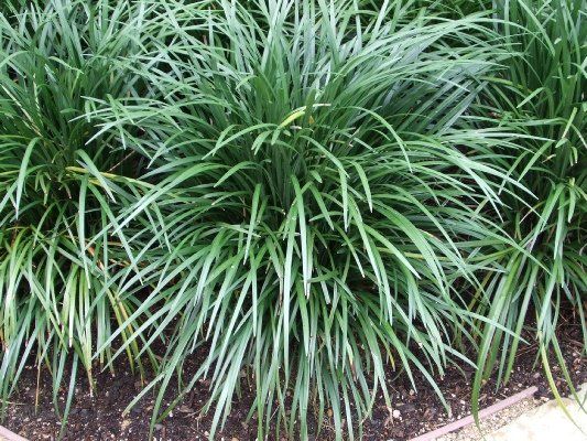 Liriope — Dayton, TX — Precision Lawns