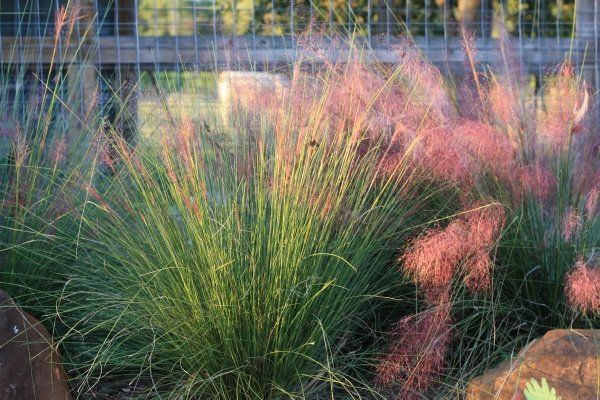 Muhly Grass in Bloom — Dayton, TX — Precision Lawns