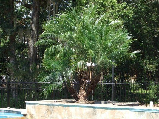 Pygmy Palm — Dayton, TX — Precision Lawns
