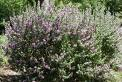 Texas Sage — Dayton, TX — Precision Lawns