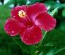 Red Flower — Dayton, TX — Precision Lawns