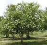 Atchez Crepe Myrtle — Dayton, TX — Precision Lawns