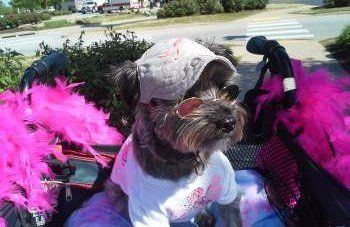 Yorkshire Terrier in convertible