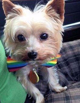 Yorkie all tan from front, photo 1