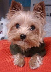 Yorkie in green shirt