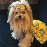 Yorkie long hair with top knot