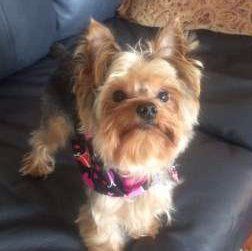 1 year old Yorkie