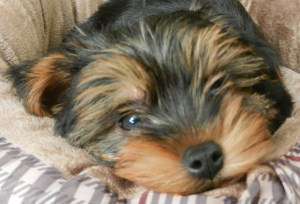10 week old Yorkie puppy