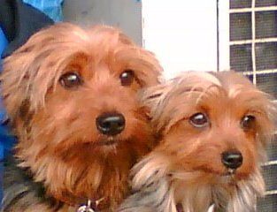 senior Yorkie dogs