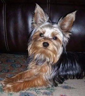 Yorkshire Terrier Listening