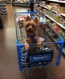 smart Yorkshire Terrier