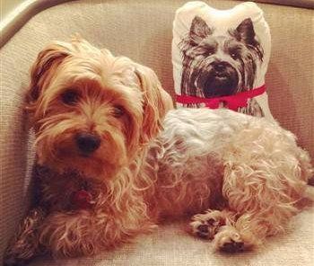 Yorkshire Terrier All Tan No Black
