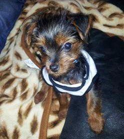 red and black Yorkshire Terrier
