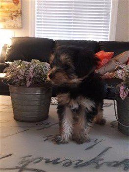 Yorkshire Terrier posing, 8 weeks old
