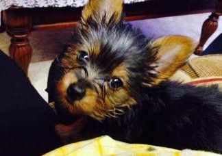 little black and tan Yorkie puppy