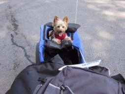 Yorkie having fun outside