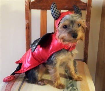 Yorkie devil costume
