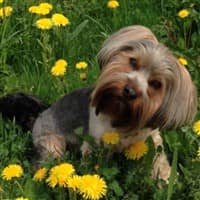 Yorkie with shaved hair