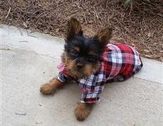 Yorkie in flannel shirt