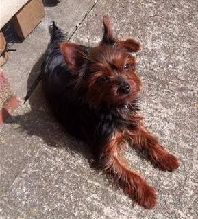 red-legged-yorkshire-terrier
