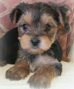 Yorkie 3 months old