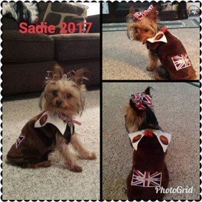 Yorkshire Terrier on Halloween