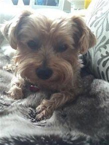 cute 7 year old Yorkie