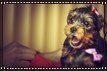 little Yorkshire Terrier