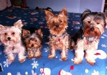 four Yorkie dogs