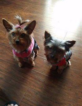 two-yorkies-boy-and-girl