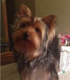 Yorkie won't listen to owner