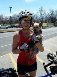 Yorkie socialized to bicycle